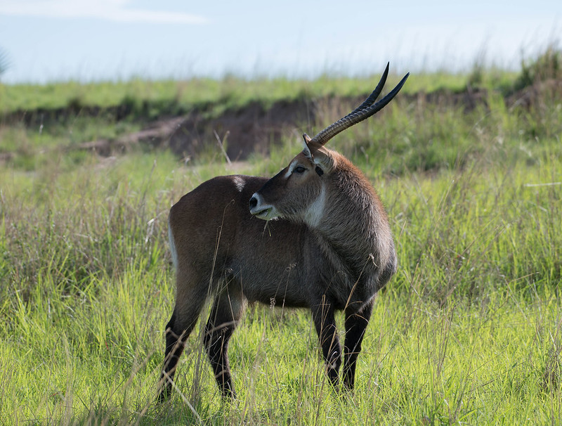 10 Days Best of Uganda Safari