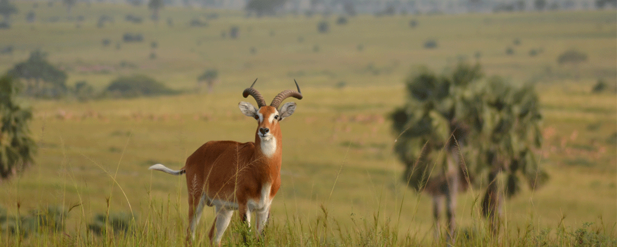 14 Days Best of Uganda Safari