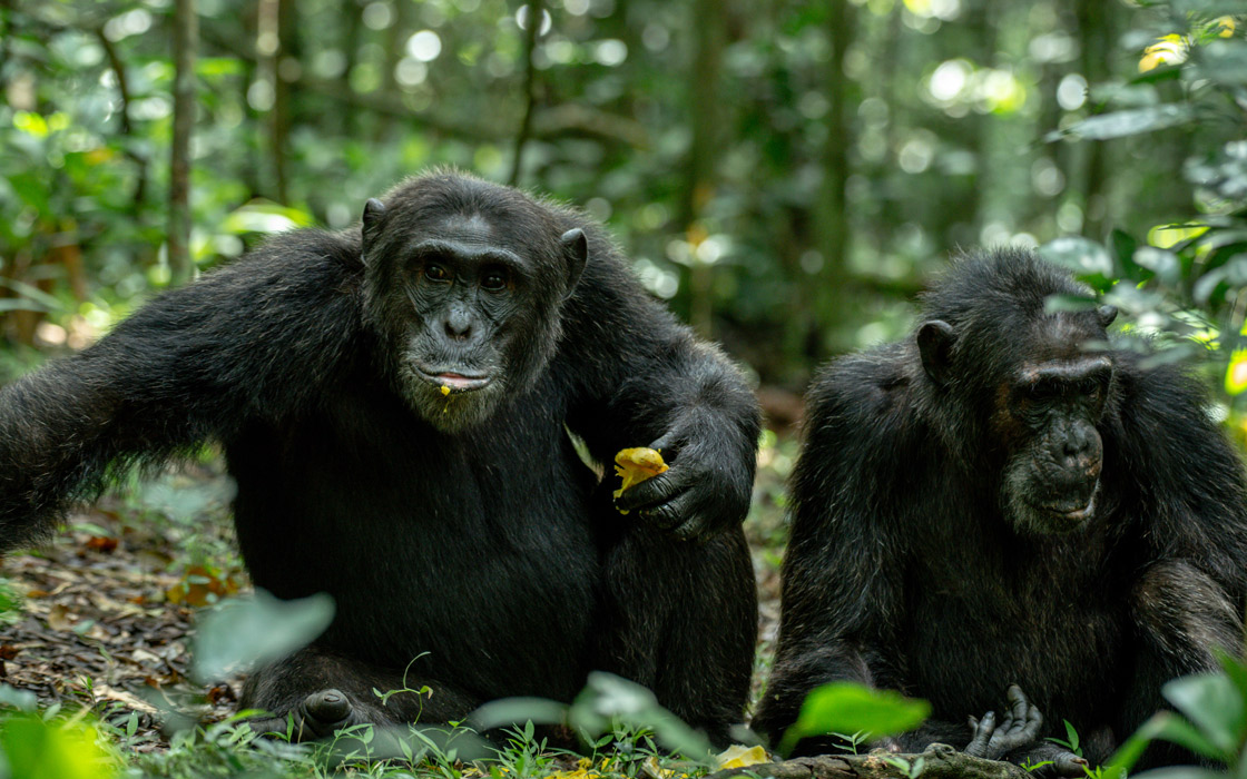 14 Days Best of Uganda Safari